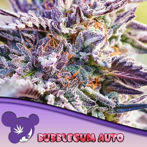 Anesia Seeds - Bubblegum Auto